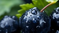 Fresh dark purple grapes with water droplets on vine in vineyard ready for harvest showcasing natural organic fruit agriculture and winemaking industry.