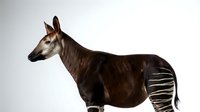 Okapi exotic African mammal with distinctive striped legs standing in profile on white background isolated for design use.