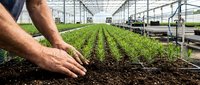 Male farmer hands planting seedlings in modern greenhouse with rows of green crops growing in controlled agricultural environment for sustainable farming.
