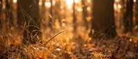 Golden autumn grass and dried plants in warm sunlight with blurred forest background creating peaceful natural atmosphere for seasonal content.