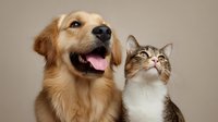 Happy golden retriever and curious tabby cat looking up together against neutral background, capturing contrasting pet personalities and expressions.