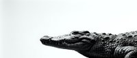 Black and white crocodile head profile showing detailed scales and texture against clean white background for wildlife photography and nature design.