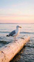 Seagull perched on driftwood log at ocean shore during golden hour sunset with soft pastel sky and gentle waves for coastal nature photography.