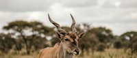 Male impala antelope with curved horns standing in African savanna grassland with acacia trees under cloudy sky for wildlife photography and nature content.