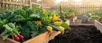Raised garden beds with fresh vegetables including leafy greens, radishes, and yellow squash blossoms in sunlit urban garden setting.