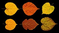 Autumn aspen and birch leaves in yellow, orange, and brown tones isolated on transparent background. Ready for fall designs, t-shirts, stickers, clipart, and print-on-demand projects.