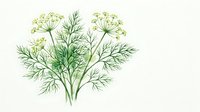 Watercolor dill plant with delicate green feathery leaves and blooming flower umbels, painted in soft botanical style on white background.