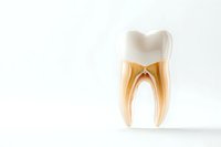 Cross section of molar tooth showing internal anatomy with root canals, crown, and enamel on white background for dental education and healthcare.