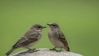 Two small brown songbirds perched on branch facing each other against soft green background for nature and wildlife photography projects.