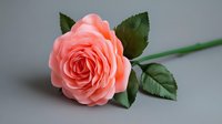 Single coral pink rose with lush green leaves on neutral gray background, soft lighting creates romantic mood for wedding, anniversary, or valentines designs.