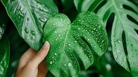 Fresh monstera deliciata leaves with water drops and morning dew, female hand touching tropical foliage against blurred green background.