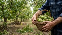 Male farmer holding wicker basket filled with fresh green hops during harvest in agricultural field with blurred orchard background.