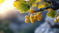 Fresh yellow currants on branch with green leaves against blurred background in morning sunlight, macro photography showing ripe berries in garden.