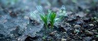 Young seedling sprouting from soil with water droplets, representing growth, agriculture, and environmental sustainability for gardening and farming projects.