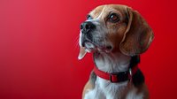 Attentive Beagle dog wearing red collar against vibrant red background, looking up with expressive eyes and alert expression in studio lighting setup.