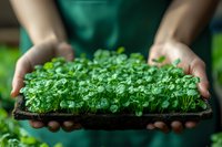 Young microgreens seedlings growing in soil tray held by gardener hands in green apron. Fresh organic sprouts for healthy eating and restaurant business.