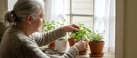 Senior Caucasian woman tending to herb garden on sunny windowsill, caring for potted plants indoors. Retirement hobby, sustainable living concept.
