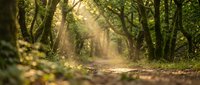 Enchanting forest path with golden sunlight filtering through lush green canopy creating magical atmosphere for nature and outdoor adventure concepts.