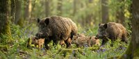 Wild boar family with piglets foraging in natural forest habitat during golden hour light for wildlife photography and nature documentation.