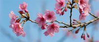 Pink cherry blossom flowers blooming on tree branches against clear blue sky background. Spring sakura petals in full bloom for seasonal nature designs.