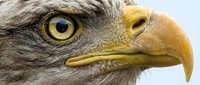 Bald eagle head close-up showing detailed feathers, golden beak, and intense yellow eye. Wildlife and nature photography for educational, editorial, and design use.