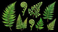 Green fern leaves and fiddleheads set, isolated on transparent background, ready for t-shirt design, stickers, clipart, sublimation, and print on demand use.