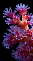 Vibrant pink and blue soft coral with delicate polyps against black background, showcasing underwater marine life in macro photography.