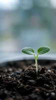 Young green seedling sprouting from dark soil with two fresh leaves emerging from earth representing new life, growth, and environmental sustainability.