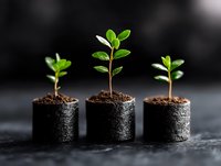 Young green sprouts growing in small soil cylinders against dark background, representing growth, development and new beginnings in business or nature.