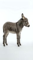 Young gray donkey foal standing in profile on white background, isolated farm animal ready for design projects and educational materials.