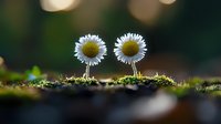 Two delicate white daisies growing through moss in soft natural light, creating magical forest atmosphere with bokeh effect in dark green background.