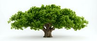 Large green oak tree with wide spreading canopy and thick trunk, isolated on white background, ready for design, nature, and ecology projects.