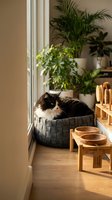 Fluffy black and white cat resting in a woven felt bed by a sunny window, surrounded by houseplants and wooden pet accessories.