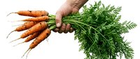 Hand holding a bunch of fresh organic carrots with green tops and soil, isolated on white background. Healthy vegetable harvest concept.
