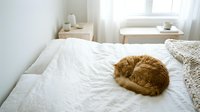 Orange tabby cat sleeping peacefully on white bedding in bright minimalist bedroom with natural light streaming through window.
