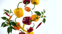 Fresh colorful bell peppers and chili peppers with green leaves floating on white background. Organic vegetables for healthy cooking and nutrition.