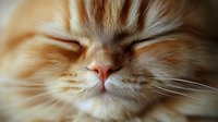 Extreme close up of sleeping ginger cat face showing peaceful expression, closed eyes, and soft fur detail. Gentle natural lighting creates dreamy mood.