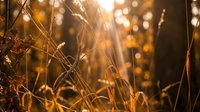 Golden autumn grass and dried plants illuminated by warm sunlight with bokeh background creating peaceful natural atmosphere for seasonal designs.