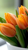 Fresh orange tulips with morning dew drops in white vase against soft green background, macro photography showing delicate water droplets on petals.