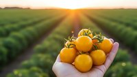 Fresh yellow cherry tomatoes in farmer's hand at sunset over agricultural field rows. Organic farming harvest concept for healthy food production.
