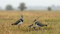 Northern lapwing birds with distinctive black and white plumage and crests standing in autumn agricultural field with blurred background.