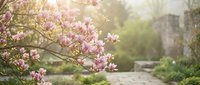 Blooming magnolia tree with pink flowers in spring garden, soft focus pathway and stone wall background for nature and seasonal design projects.