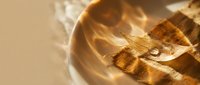 Macro shot of a striped insect wing with detailed texture and golden light reflections on neutral background.