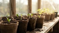 Young green seedlings growing in biodegradable peat pots on a wooden windowsill in warm sunlight, spring gardening and plant cultivation concept.