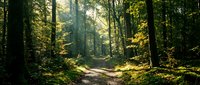 Sunlit forest path winding through tall trees with lush green foliage and moss-covered ground, ideal for nature, travel, and outdoor lifestyle projects.