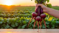 Fresh organic radishes with green leaves held in hand over wooden table at sunset in vegetable garden field for healthy eating and farm harvest concept.