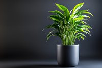 Peace lily houseplant with vibrant green leaves growing in modern black ceramic pot against dark background, minimalist home decor composition.