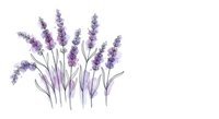 Watercolor lavender flowers with delicate purple blooms and green stems isolated on white background for aromatherapy and botanical design projects.