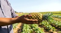 Farmer holding fresh ripe pineapple in agricultural field during harvest season. Male worker displaying tropical fruit produce on farm plantation background.