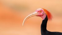 Vibrant red-headed southern bald ibis with distinctive curved beak against soft orange background, showcasing exotic wildlife in natural habitat.